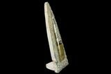 Fossil Orthoceras Sculpture - Tall - Morocco #136424-1